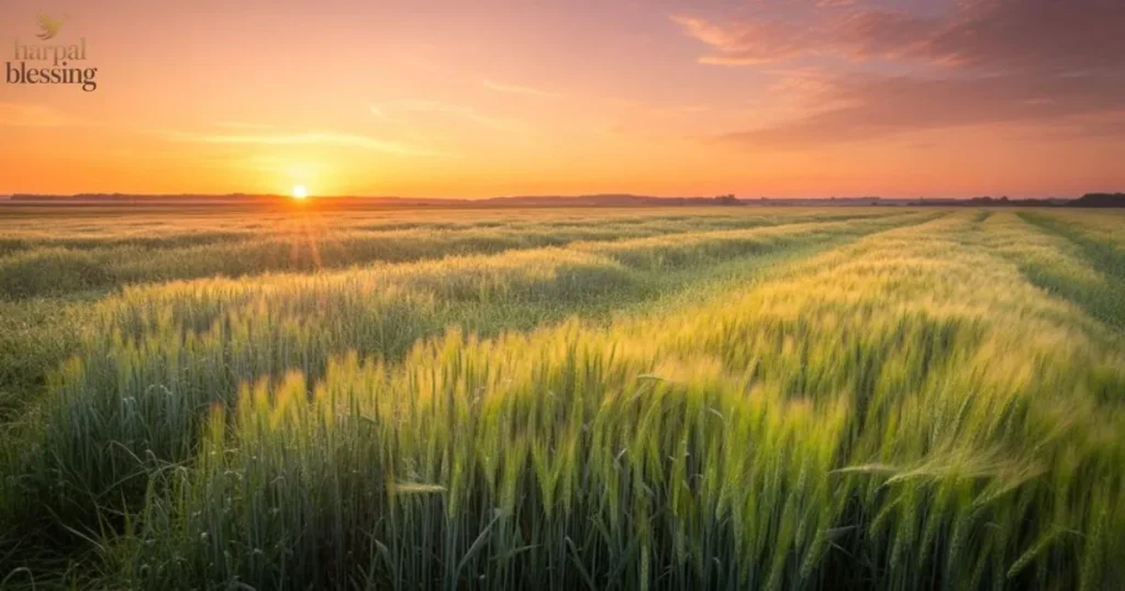 Monday morning blessing images showing fresh sunrise, new beginning, hope, faith and spiritual renewal